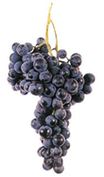 Rabo de Ovelha Vinho Verde Grape
