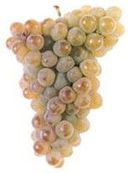 Vinho Verde Trajadura Grape